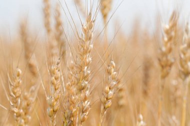 Genç buğday alan yakın çekim