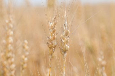 Genç buğday alan yakın çekim