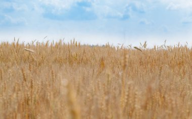 Genç buğday alan yakın çekim