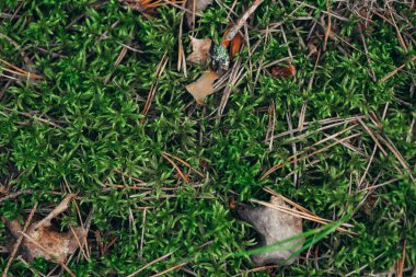 Orman çim yeşil arka plan