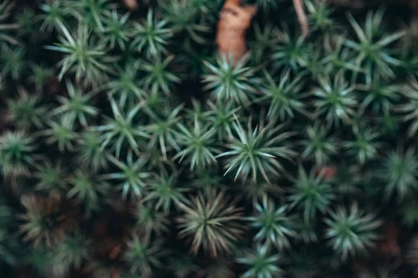 Fundo Verde Grama Florestal — Fotografia de Stock