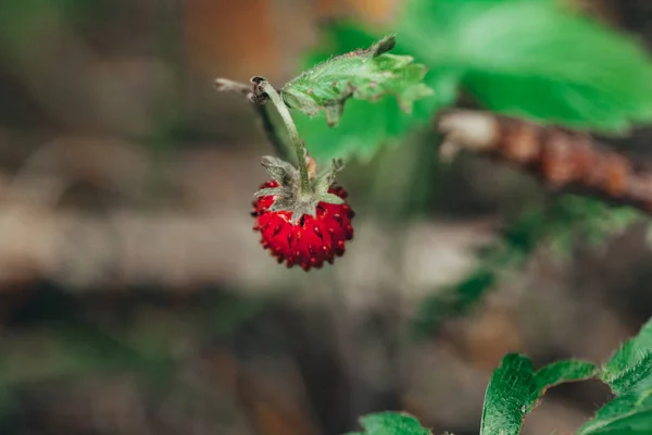 Piccole Fragole Selvatiche Nel Bosco — Foto Stock