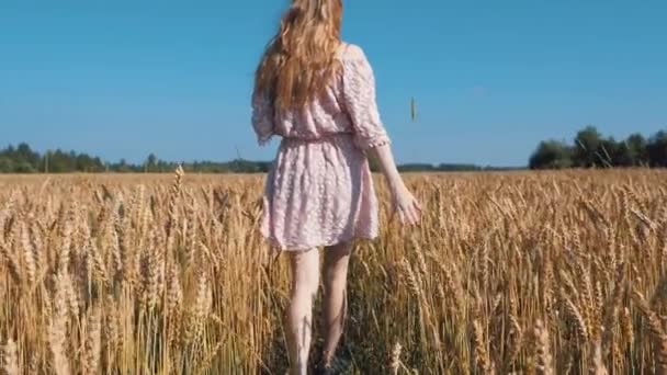 Mädchen Geht Mit Weizen Auf Das Feld — Stockvideo