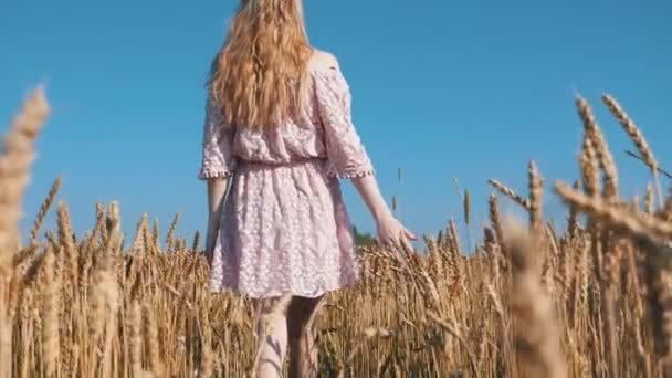 Κοπέλα Περπάτημα Στο Χωράφι Σιτάρι — Αρχείο Βίντεο
