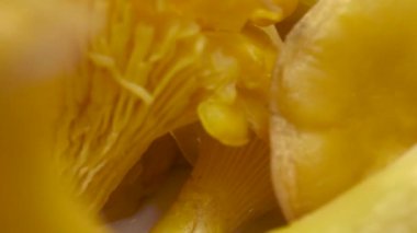 Sarı mantarlar tabakta. Kapatın. Makro mod. Chanterelles