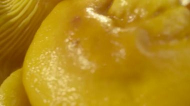 Sarı mantarlar tabakta. Kapatın. Makro mod. Chanterelles