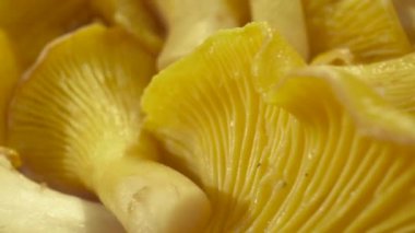Sarı mantarlar tabakta. Kapatın. Makro mod. Chanterelles