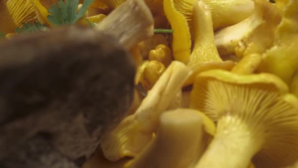 Las Setas Amarillas Están Plato Cerca Modo Macro Chanterelles — Vídeos de Stock