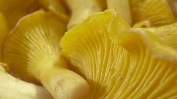Yellow Mushrooms Plate Close Macro Mode Chanterelles — Stock Video