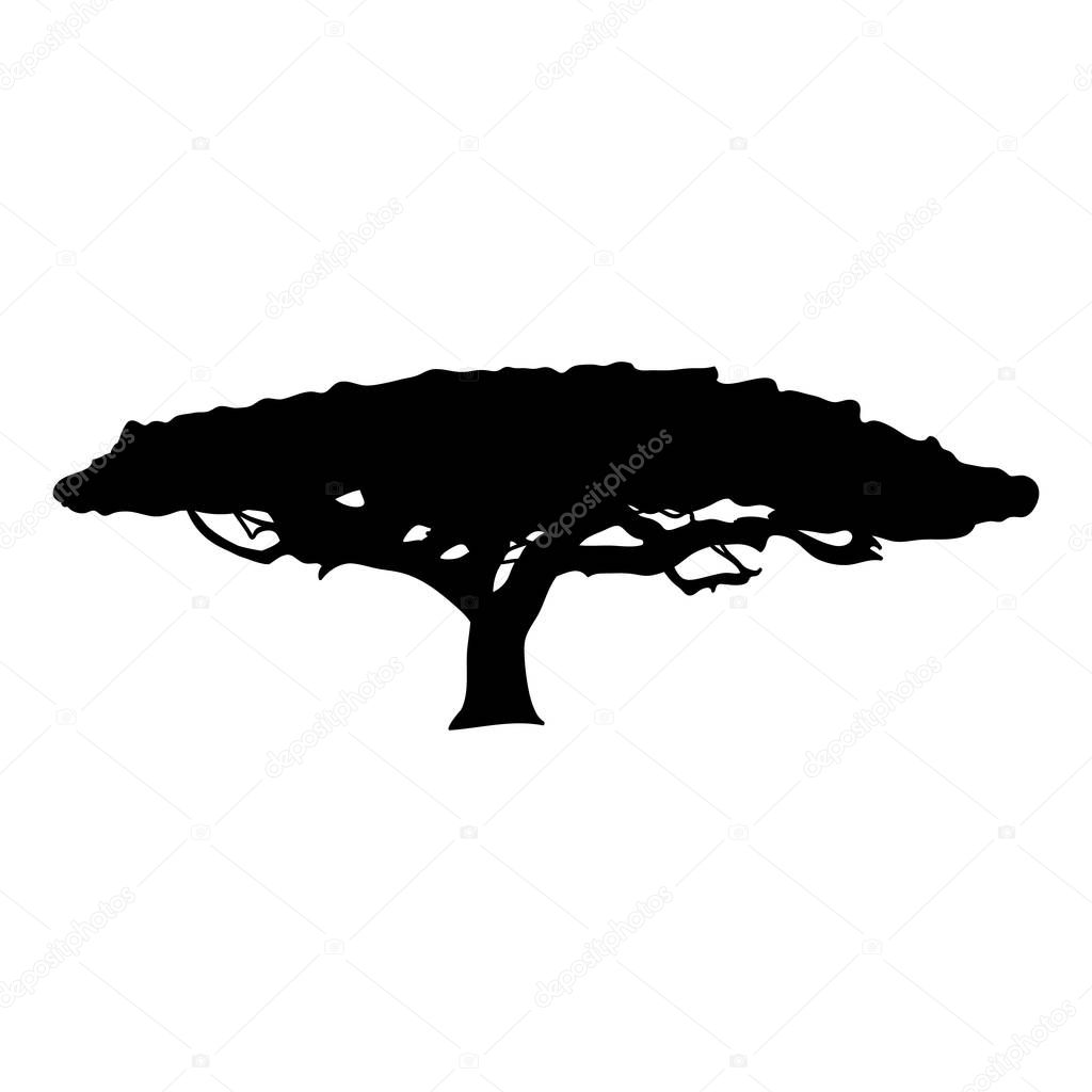 Silhouette Acacia icon tree flora. Vector illustration