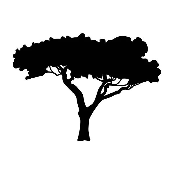 Silhouette Akazie Symbol Baum Flora — Stockvektor