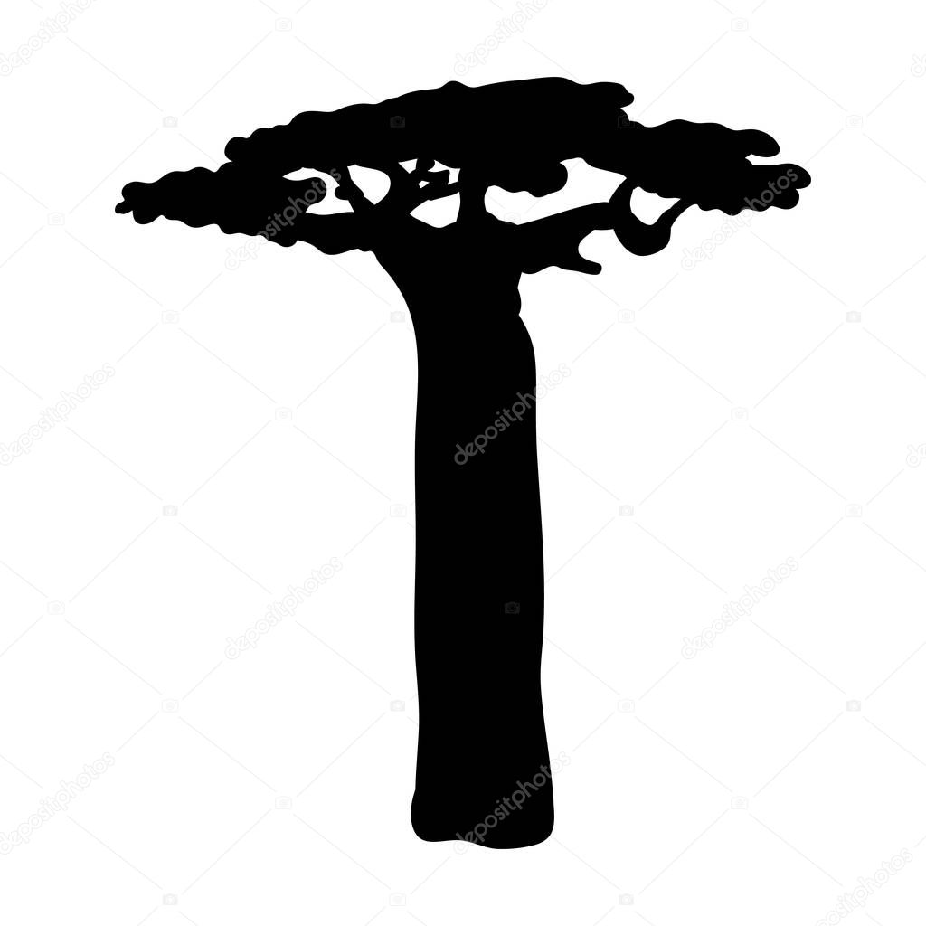 Silhouette baobab icon tree flora. Vector illustration