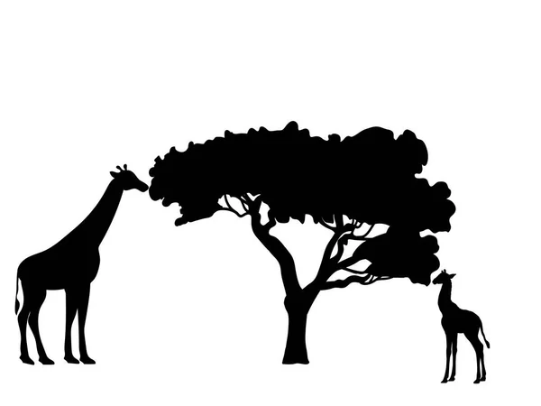 Giraffe und Giraffenjunges Säugetier Silhouette Tier. — Stockvektor