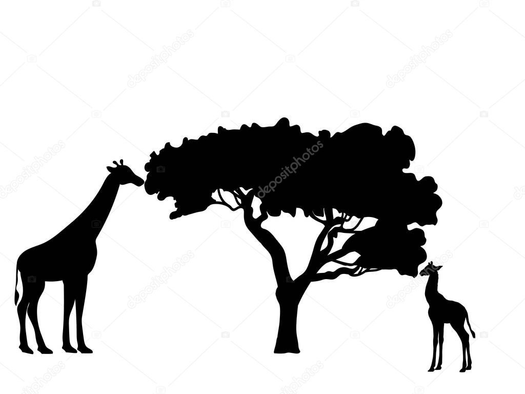 Giraffe and giraffe cub mammal silhouette animal.