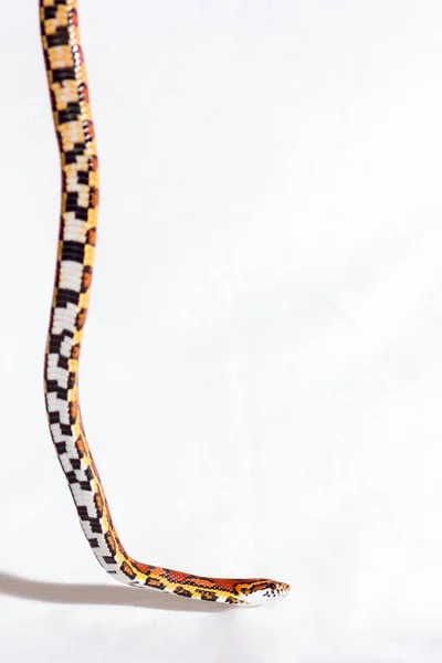 Καλαμπόκι Φίδι Σέρνεται Και Προσβλέπει Λευκό Φόντο — Φωτογραφία Αρχείου