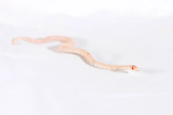 Corn Snake Crawling Looking Forward White Background — Stock Photo, Image