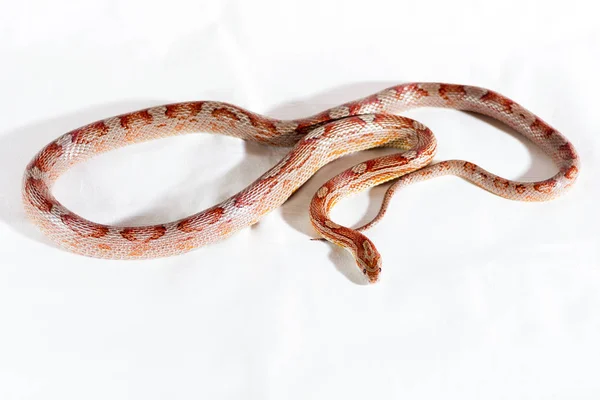 玉米蛇爬行和前瞻性的白色背景 — 图库照片