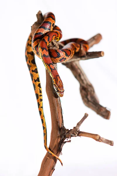 Corn Snake Kryper Gren Och Ser Fram Emot Vit Bakgrund — Stockfoto