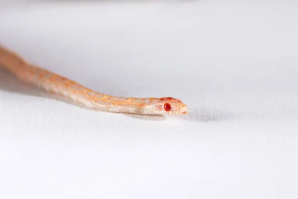 玉米蛇爬行和前瞻性的白色背景 — 图库照片