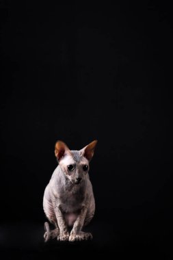 Zarif kaplumbağa (torty) donskoy kedi Studio siyah arka plan üzerine