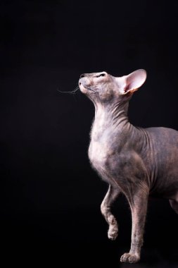 Zarif kaplumbağa (torty) donskoy kedi Studio siyah arka plan üzerine