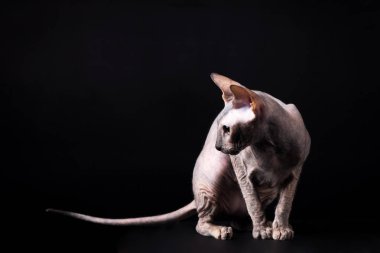 Zarif kaplumbağa (torty) donskoy kedi Studio siyah arka plan üzerine