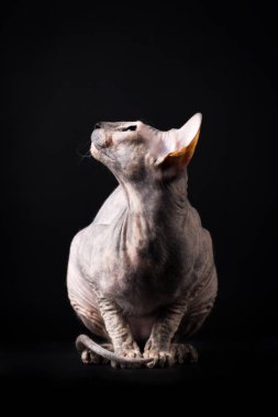 Zarif kaplumbağa (torty) donskoy kedi Studio siyah arka plan üzerine