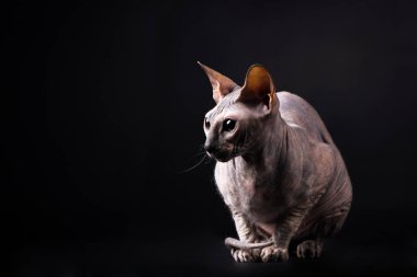 Zarif kaplumbağa (torty) donskoy kedi Studio siyah arka plan üzerine
