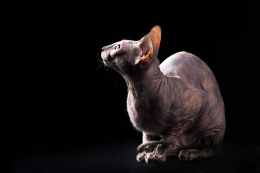 Zarif kaplumbağa (torty) donskoy kedi Studio siyah arka plan üzerine