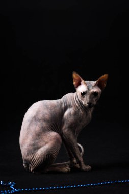 Zarif kaplumbağa (torty) donskoy kedi garland Studio siyah arka plan üzerinde çalış