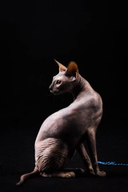 Zarif kaplumbağa (torty) donskoy kedi Studio siyah arka plan üzerine