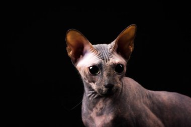 Zarif kaplumbağa (torty) donskoy kedi Studio siyah arka plan üzerine