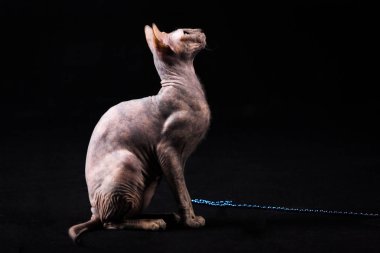 Zarif kaplumbağa (torty) donskoy kedi Studio siyah arka plan üzerine