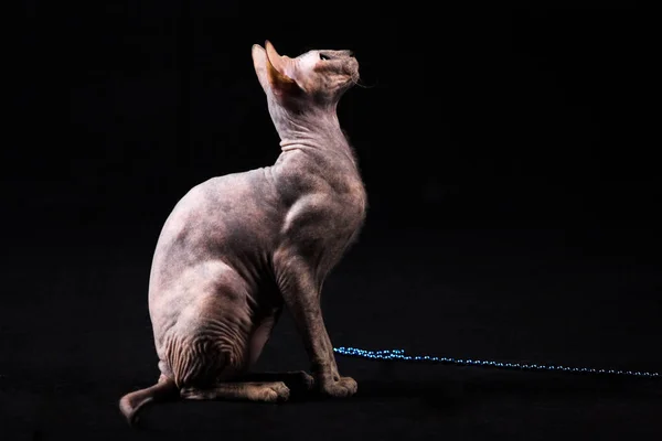 Zarif kaplumbağa (torty) donskoy kedi Studio siyah arka plan üzerine