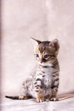 Zarif leopar bengal yavru kedi bej kumaş arka plan üzerinde kapalı
