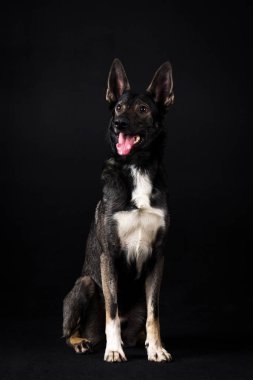 Studio siyah arka plan üzerine siyah büyük karışık-breed köpek