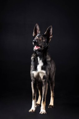 Studio siyah arka plan üzerine siyah büyük karışık-breed köpek