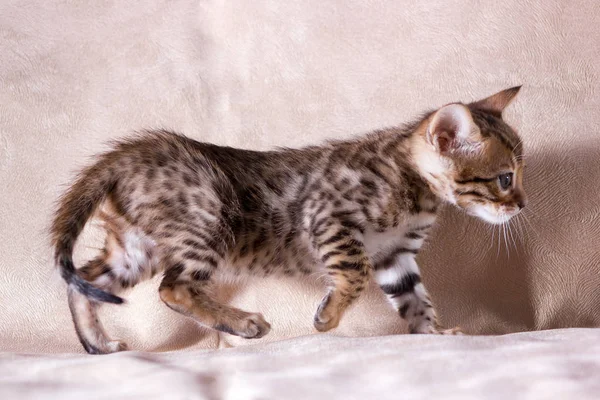 Sierlijke Luipaard Bengaalse Kitten Binnen Beige Stof Achtergrond — Stockfoto