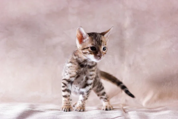 Sierlijke Luipaard Bengaalse Kitten Binnen Beige Stof Achtergrond — Stockfoto