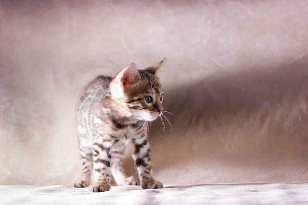 Sierlijke Luipaard Bengaalse Kitten Binnen Beige Stof Achtergrond — Stockfoto
