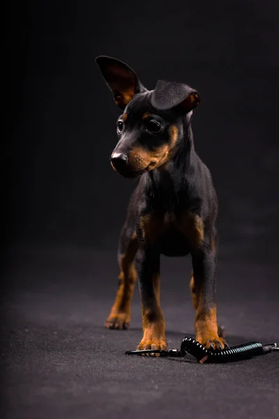 Kleine Zwarte Zwergpinscher Puppy Studio Zwarte Achtergrond — Stockfoto