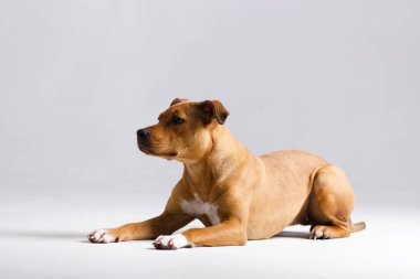 Kırmızı pitbullterrier bulanık tarafsız beyaz arka plan üzerinde kapalı