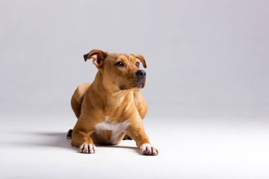 Kırmızı pitbullterrier bulanık tarafsız beyaz arka plan üzerinde kapalı