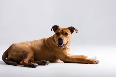 Kırmızı pitbullterrier bulanık tarafsız beyaz arka plan üzerinde kapalı