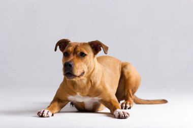 Kırmızı pitbullterrier bulanık tarafsız beyaz arka plan üzerinde kapalı