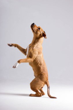 Kırmızı pitbullterrier bulanık tarafsız beyaz arka plan üzerinde kapalı