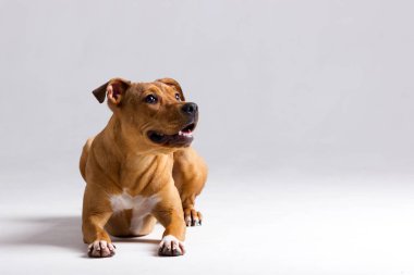 Kırmızı pitbullterrier bulanık tarafsız beyaz arka plan üzerinde kapalı