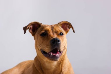 Kırmızı pitbullterrier bulanık tarafsız beyaz arka plan üzerinde kapalı