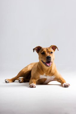 Kırmızı pitbullterrier bulanık tarafsız beyaz arka plan üzerinde kapalı