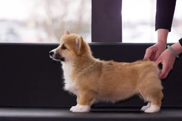 Kırmızı Galce Corgi Hırka Köpek Yavrusu Üzerinde Arka Plan Bulanık — Stok fotoğraf